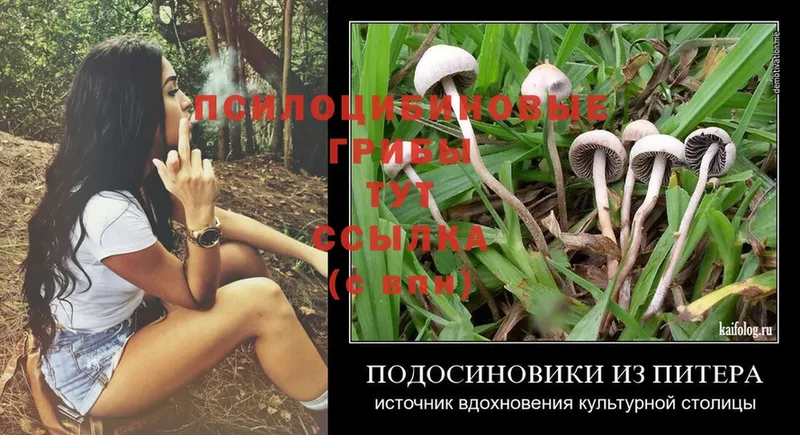 Галлюциногенные грибы Psilocybine cubensis Борисоглебск